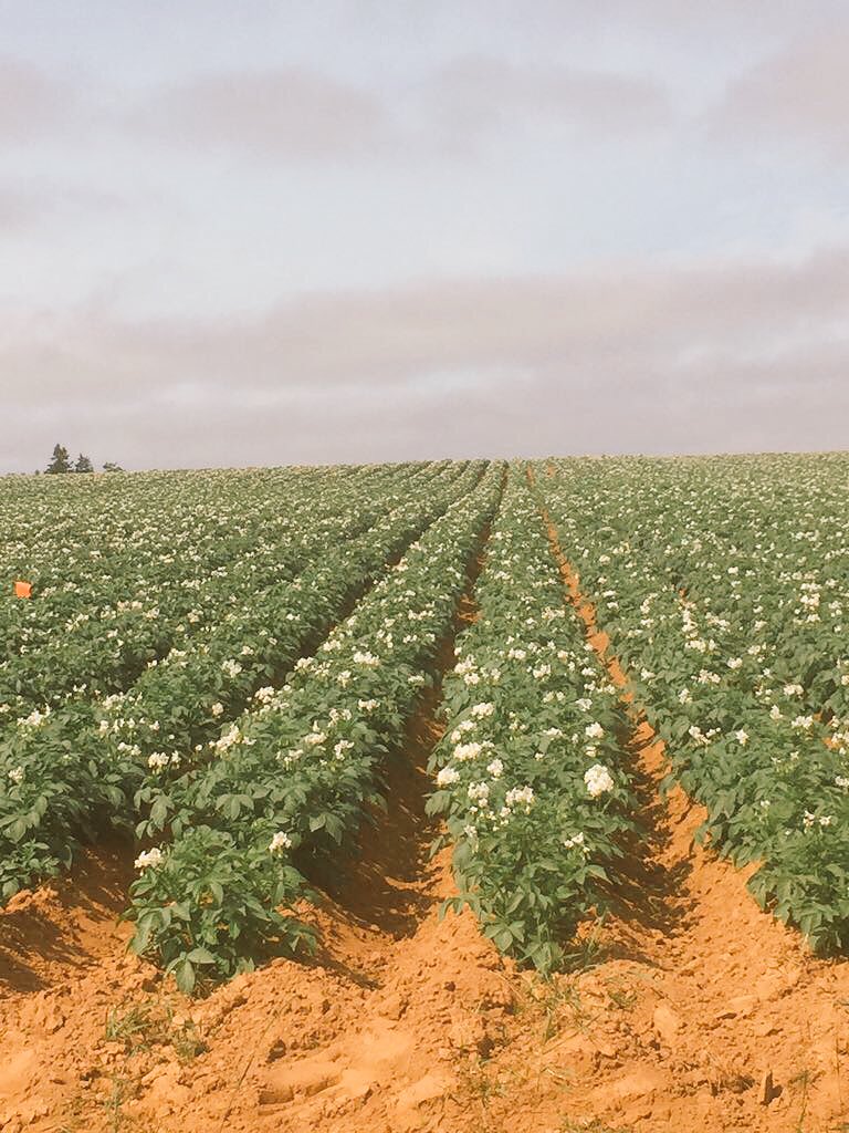 EjMcMillan's tweet image. If your crop is stressed and looks like this. Apply #YaraVita Hydromag, for 2nd picture @Yara_N_America knowledge grows