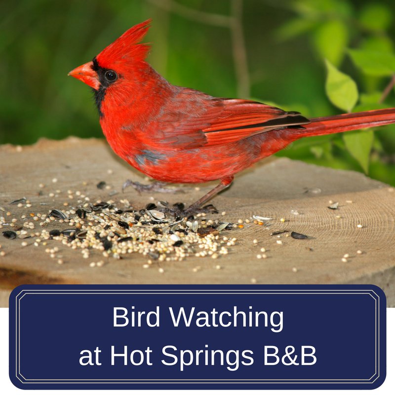 LookoutPointInn's tweet photo. Our Inn has the best bird watching in Hot Springs! Check out the list of birds we have recently spotted on the blog: https://t.co/fgkCkkDApL https://t.co/5SKhxVSlMR