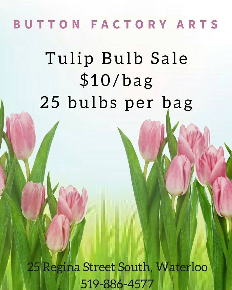 BFactoryArts's tweet photo. Our #Tulip Drive is still going strong! Lots of beautiful colours &amp; options! Only $10/bag of 25 bulbs! #supportlocalarts #buttonfactoryarts https://t.co/OoBcWkl93w