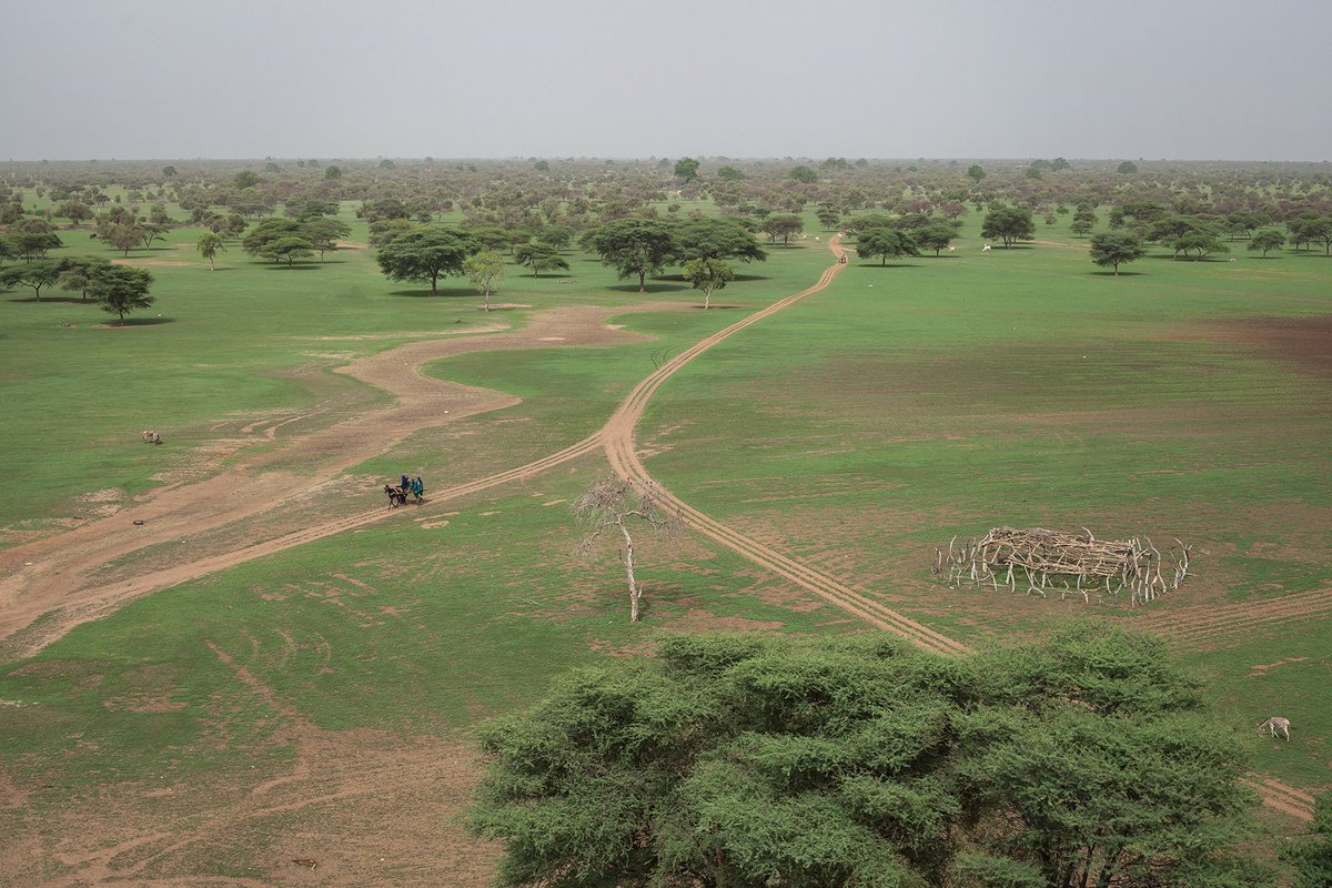 martamoreiras's tweet photo. I could finally see the #GreatGreenWall in #Senegal #green @GreenWallAfrica #grandemurailleverte #sahel #sahelsenegal #widou #climatechange https://t.co/G51kecpesn