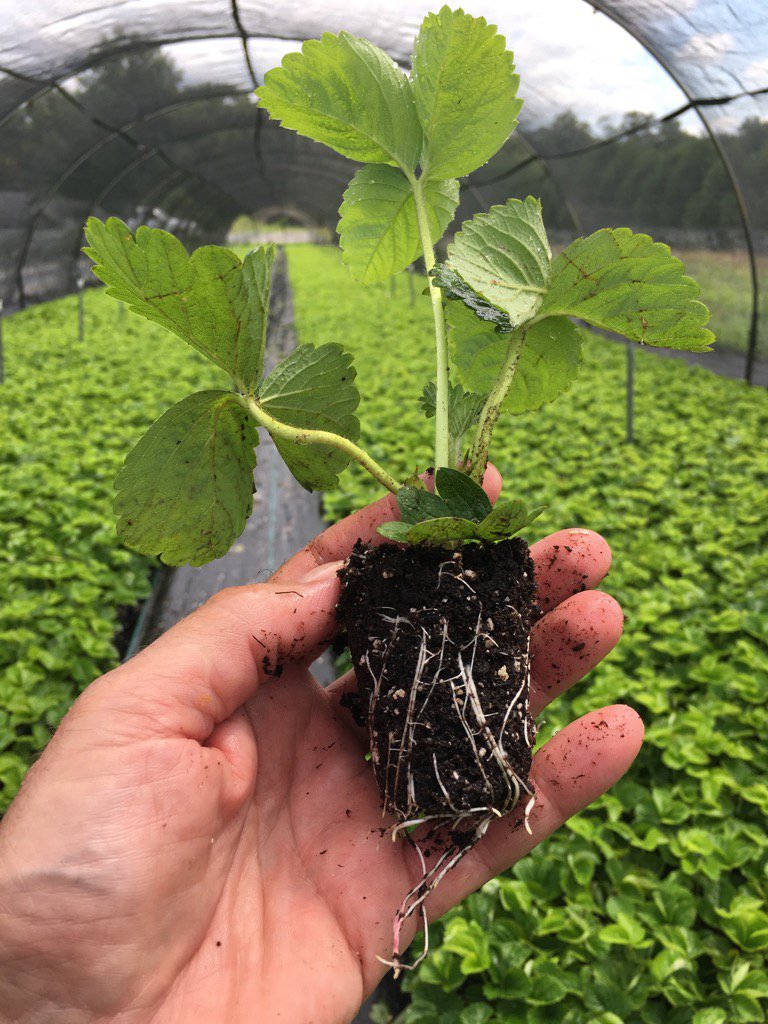 Strawberry plugs are very strong this year. This plant is 8 days old.