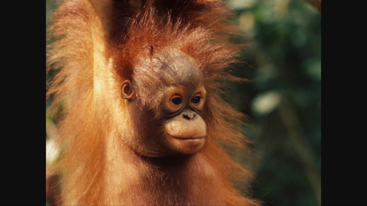 sjbscience's tweet photo. I hope everyone is ready for our Science trip to Borneo!!! See you at the Heathrow Terminal 2 tomorrow at 7am!! #borneo #orangutan #science https://t.co/p0iRHi0jzh