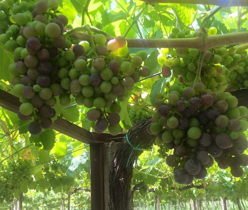 SrodeRubios's tweet photo. Las primeras de la clase. Comienza el Envero 🍇🍇🍇. Más pròxima la vendimia! #pedral #sousón #riasbaixas #condadotea #albariño https://t.co/uLg2DzmZN7