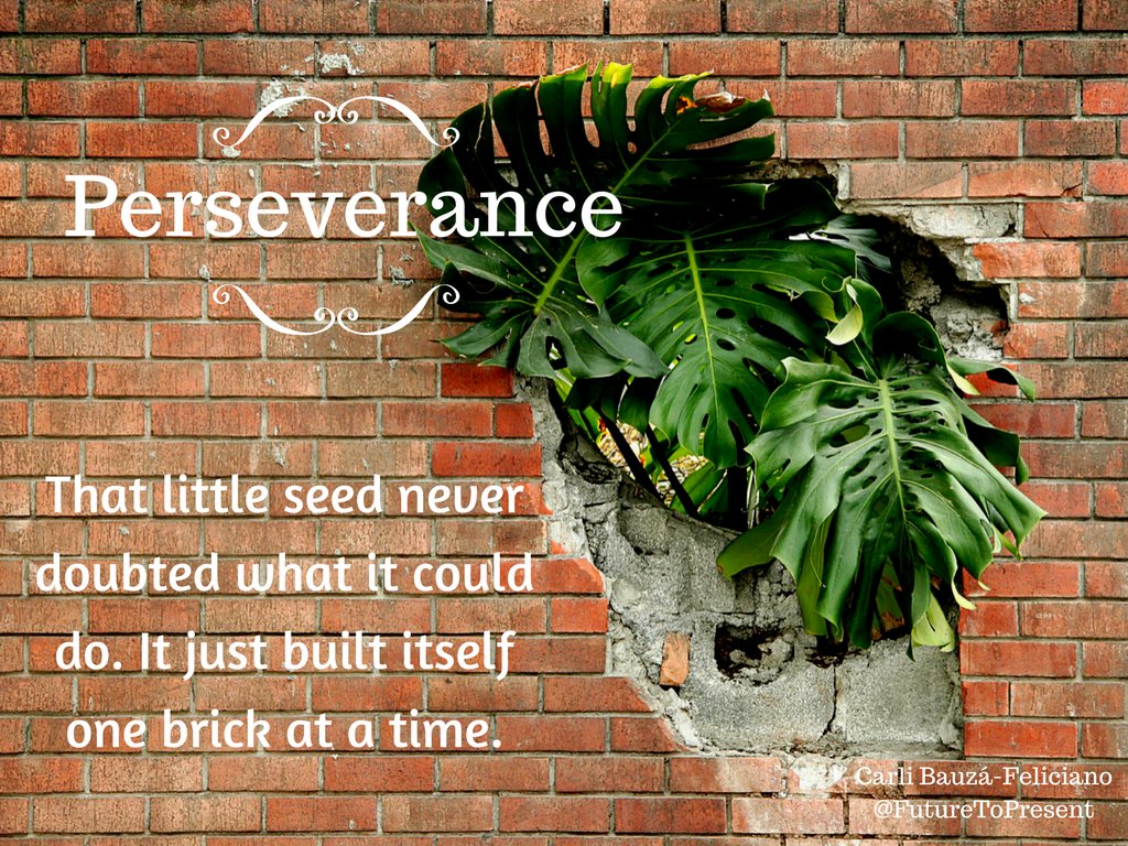 KarelLifeSherpa's tweet photo. Perseverance.
That little seed never doubted what it could do. It just built itself one brick at a time.
#FutureToPresent https://t.co/ZJ5gPAE5zI