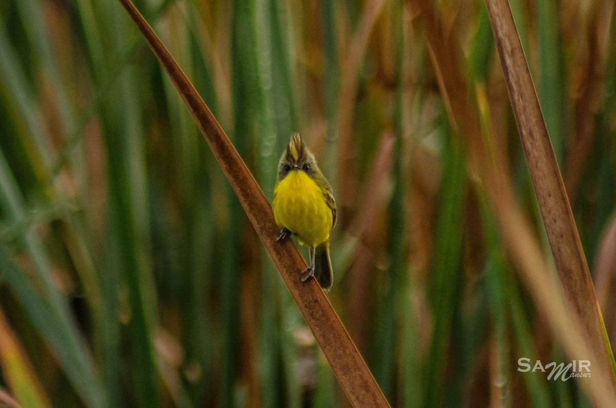 Projeto #VemPassarinhar reuniu apaixonados por aves em Campos. Veja o registro :)