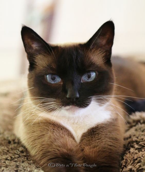 Catslovers28's tweet photo. RETWEET FOR FF https://t.co/29nE2d6o5j