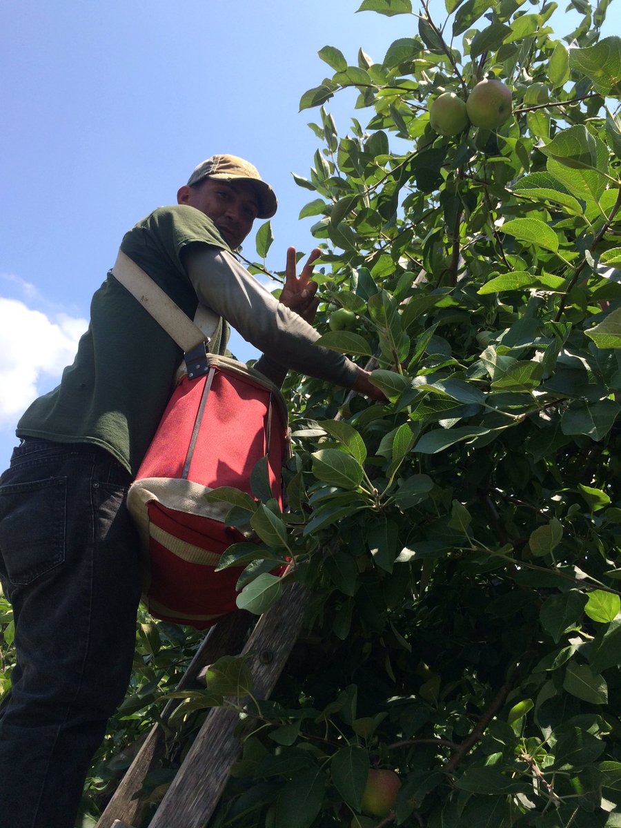 Obed, picking off some Jersey Mac apples today! Our harvest season has begun! #PaApples #PAfarming