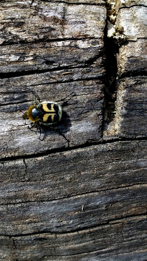 GreengageFilms's tweet photo. buzzing beetles whatever next!! A bizarre encounter today with a
#beebeetle #snowdonia #filmmaking #wales #insects https://t.co/XpMFKiCOY5