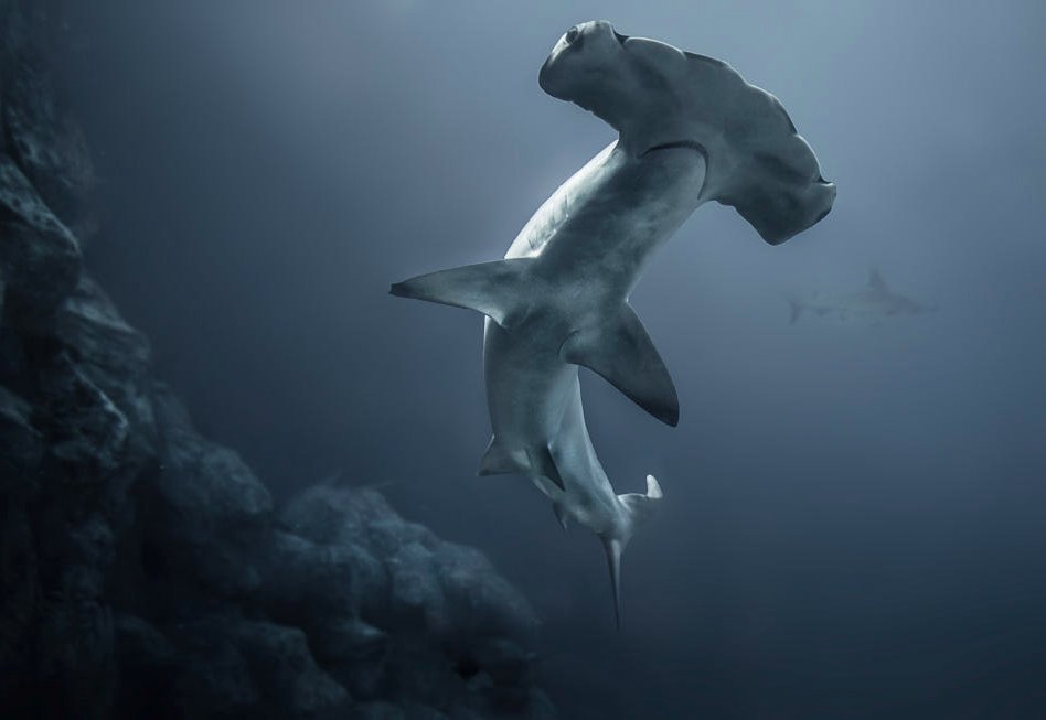 Good afternoon, "Hammerhead Shark" by Rick White. #Shark #HammerheadShark #underwaterPhotography #Scuba #diving #ocean #sea #singapore