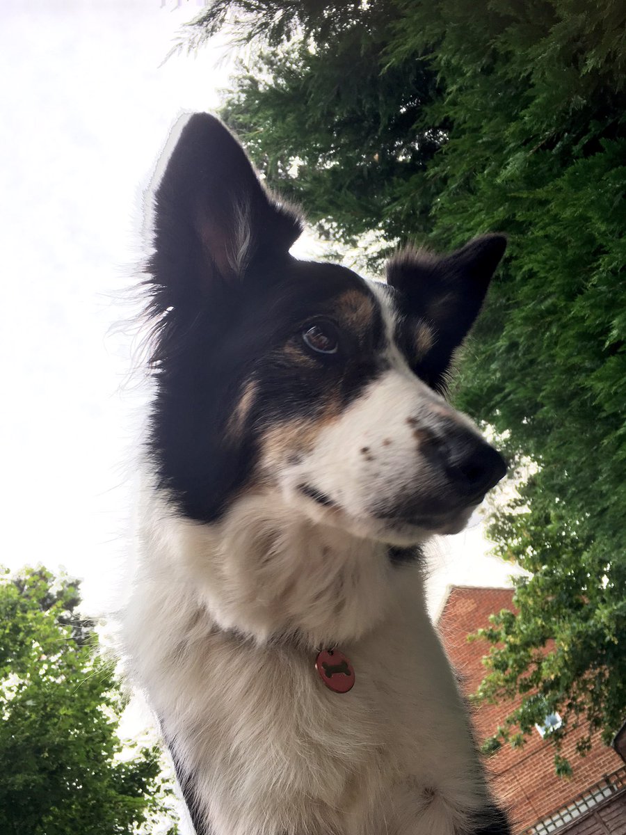 Kesthecollie's tweet photo. Hmmm. Well. Yes. Hmmm. #philosopherdog https://t.co/ECNo5E8NpV