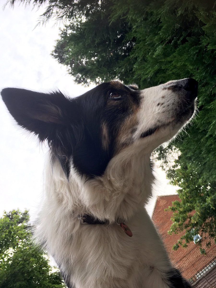 Kesthecollie's tweet photo. Hmmm. Well. Yes. Hmmm. #philosopherdog https://t.co/ECNo5E8NpV