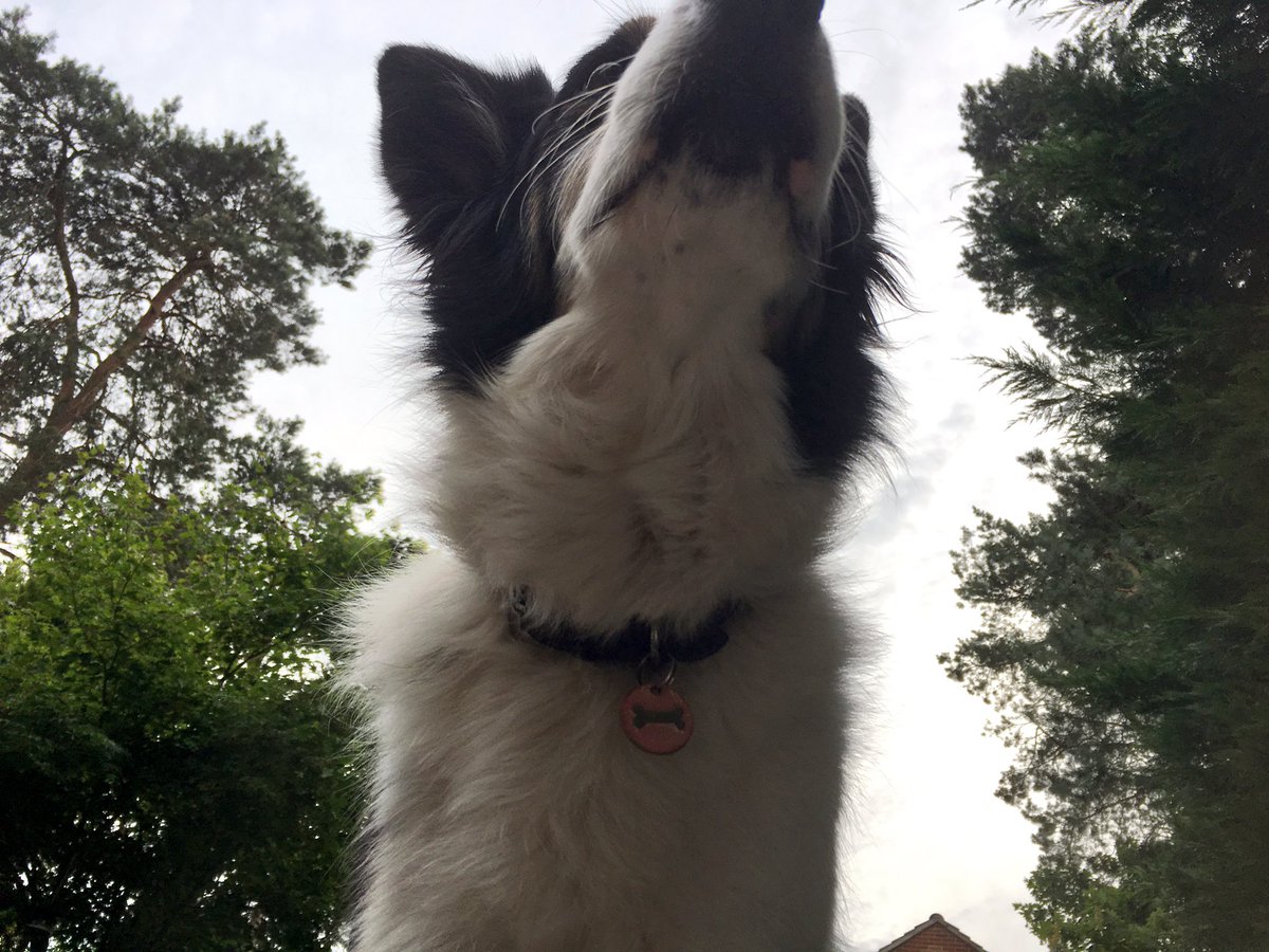 Kesthecollie's tweet photo. Hmmm. Well. Yes. Hmmm. #philosopherdog https://t.co/ECNo5E8NpV