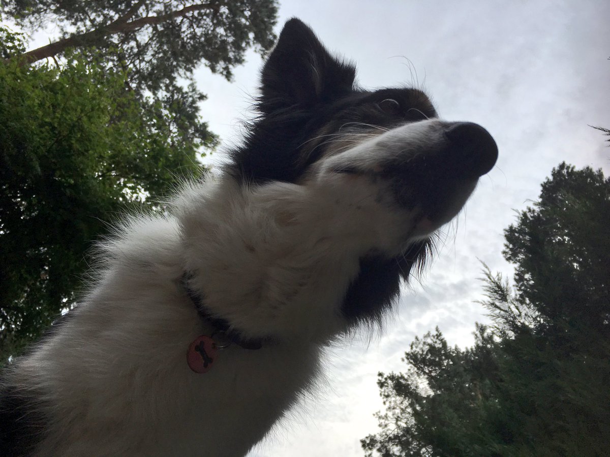 Kesthecollie's tweet photo. Hmmm. Well. Yes. Hmmm. #philosopherdog https://t.co/ECNo5E8NpV