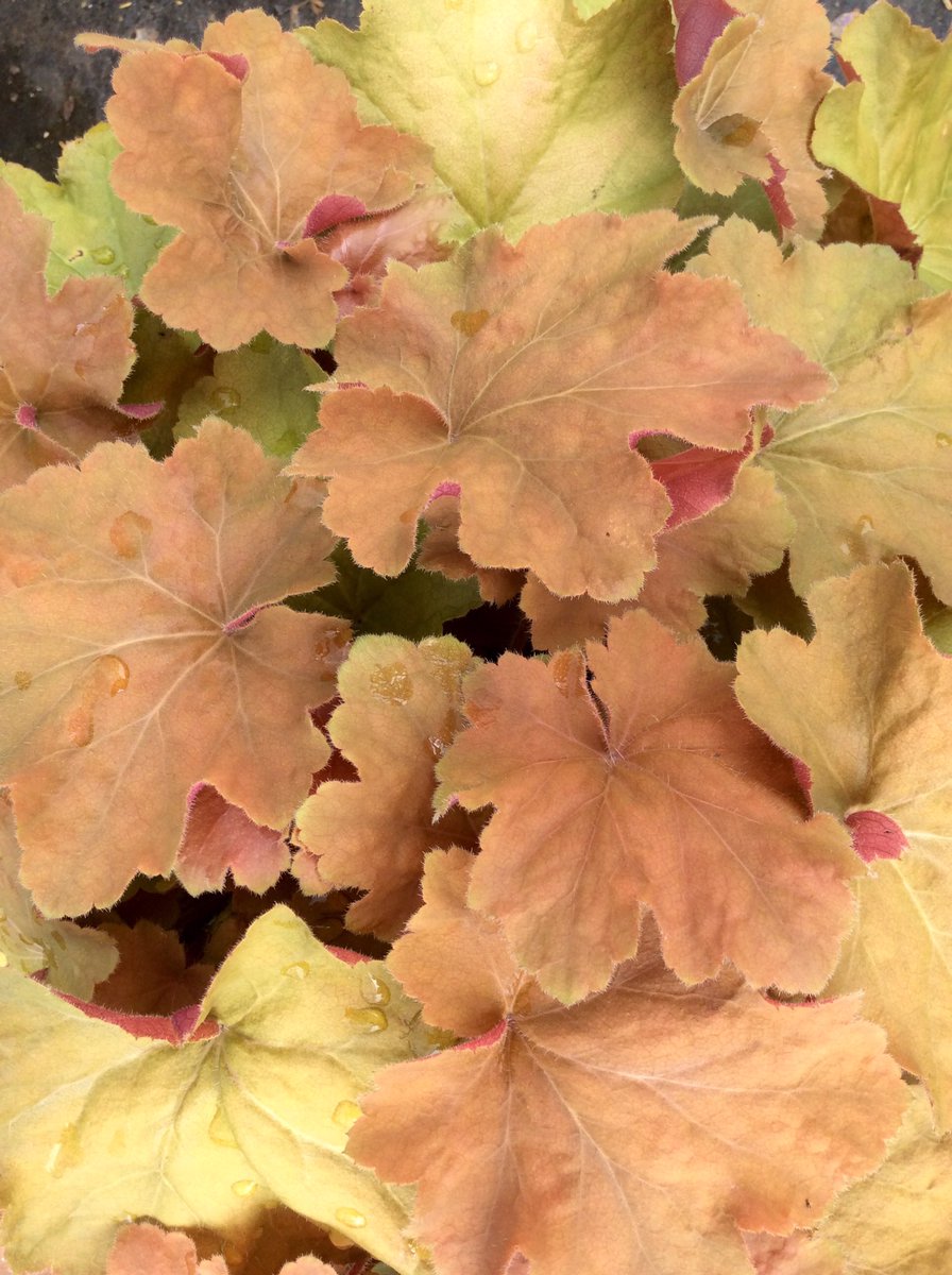 dp_PLANTS's tweet photo. Oh what color! Caramel Heuchera! #destionationplants #color #heuchera https://t.co/7hpjbxZVFk