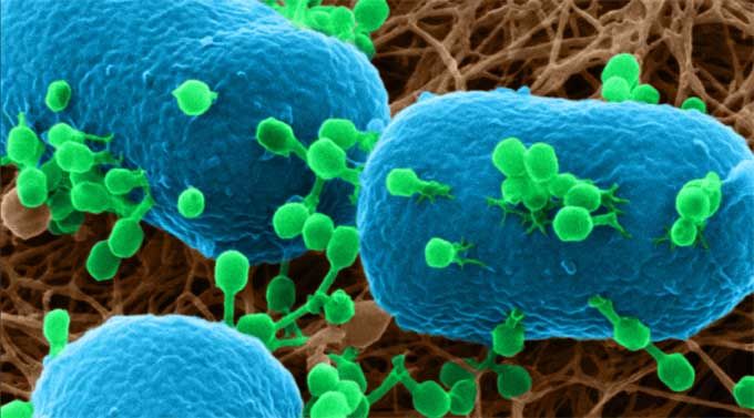Phage-Bacterium interactions revealed by heliom ion microscopy bit.ly/2tnevFL