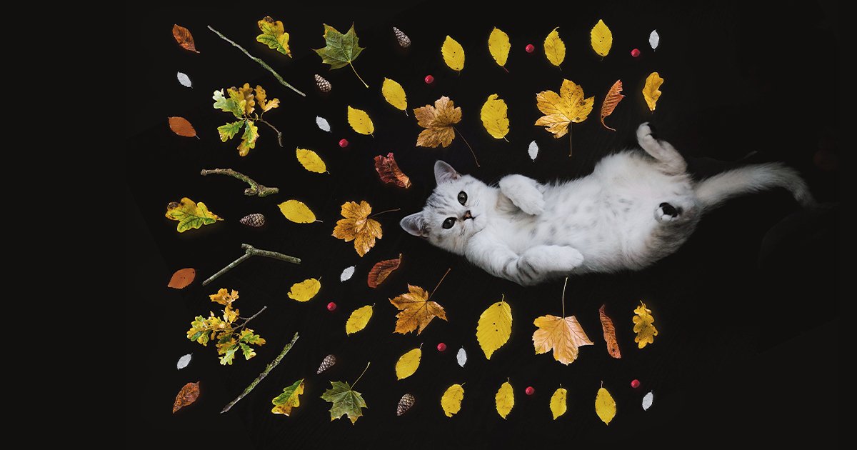 Tuesdays can be purrfect.