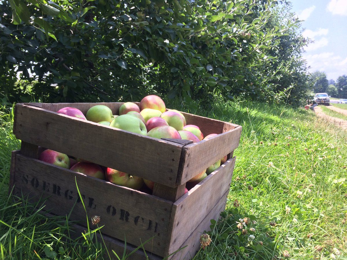 Fresh picked Jersey Mac apples!