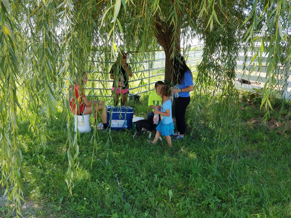 hapimom54's tweet photo. Taking a lunch break! Then helping to re-banage Dominique the injured donkey😢#CampMOSH2017 https://t.co/e6KKUOuNPb
