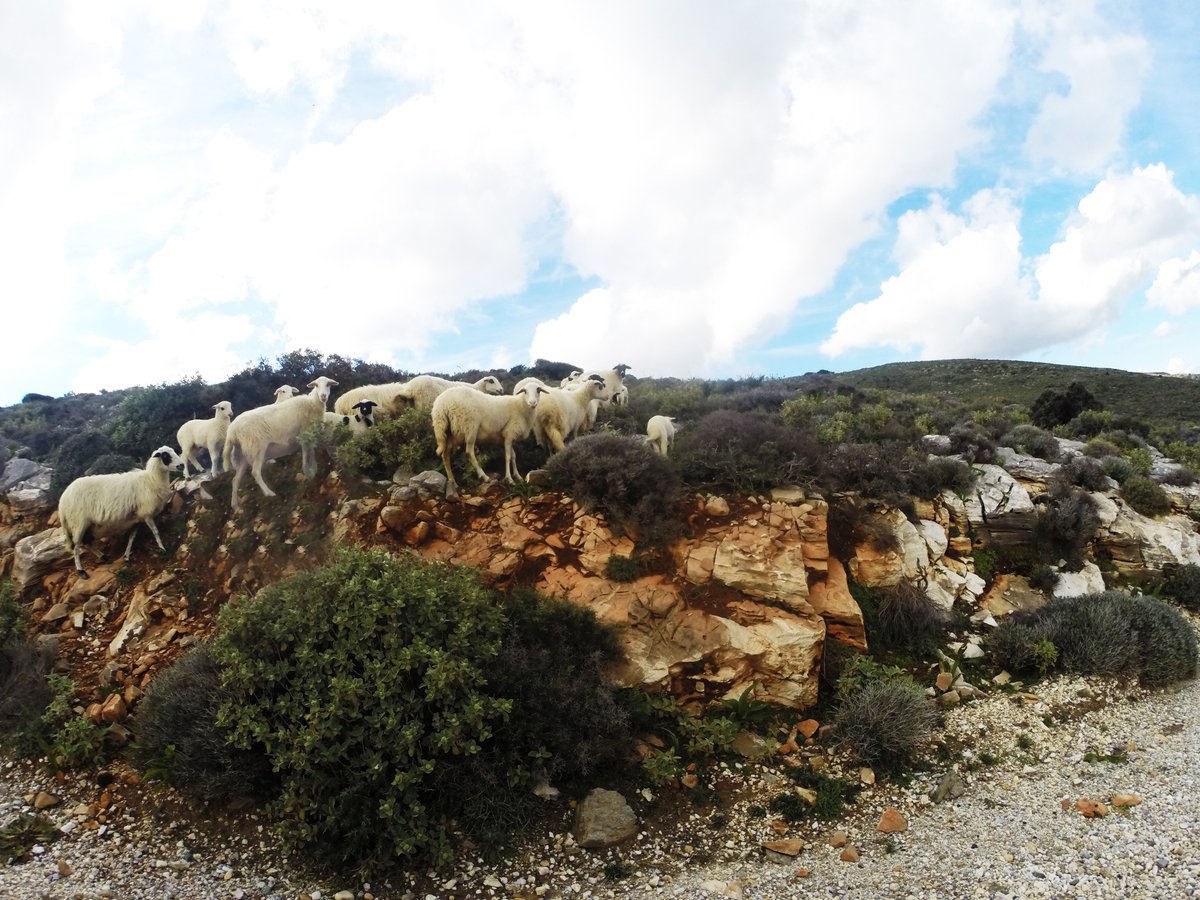 AirParos's tweet photo. Flora 🌿and Fauna 🐐of Paros island
#airparos #paros #flora #fauna #island #explore #sheeps #nature #rocks #road #herd #sky #summer2017 https://t.co/unsNERakjp