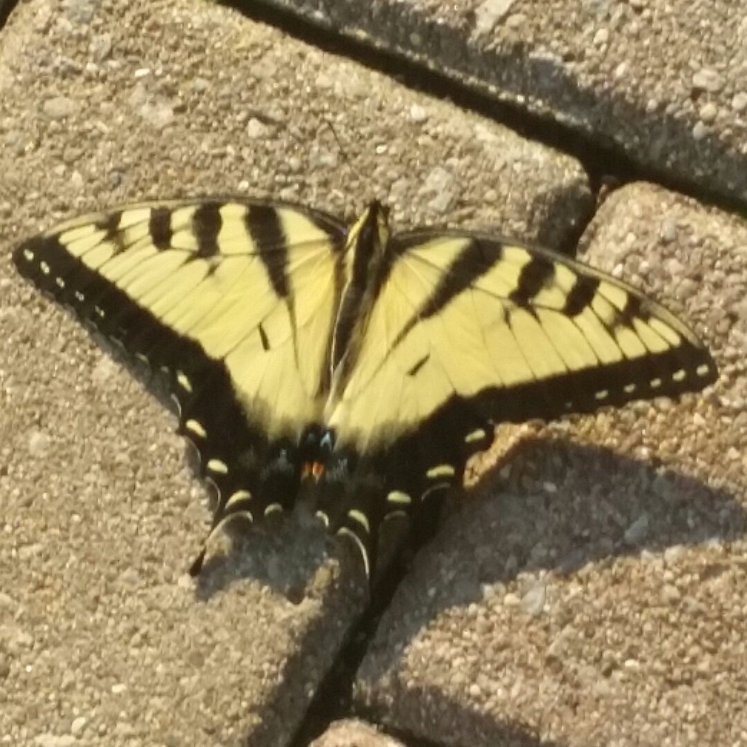 thirdperk's tweet image. Downtown Beauties