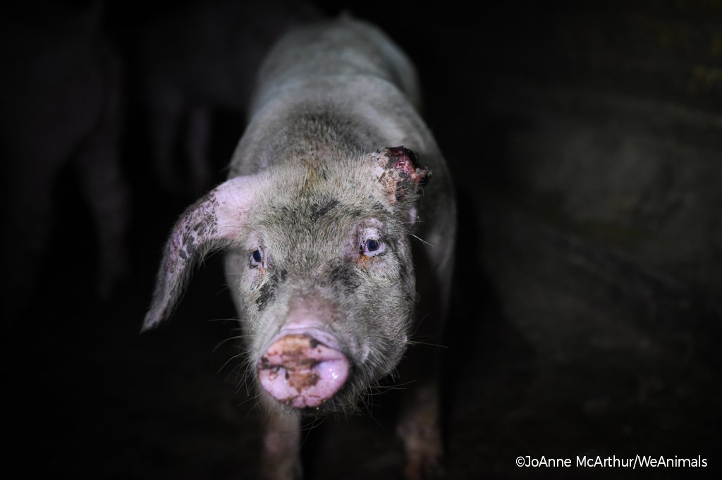 PETAShares's tweet photo. If only people would care about me the same way they care about dogs 💔 https://t.co/nO7ZdRCx4x