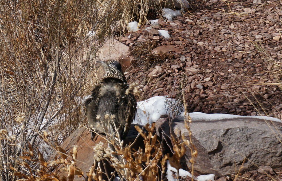 kallidoubleday's tweet photo. @SophieLGilbert Big love for unexpected road runner floofin (yes there is floof and there is floofing) #bestfloof https://t.co/749I23sLlf