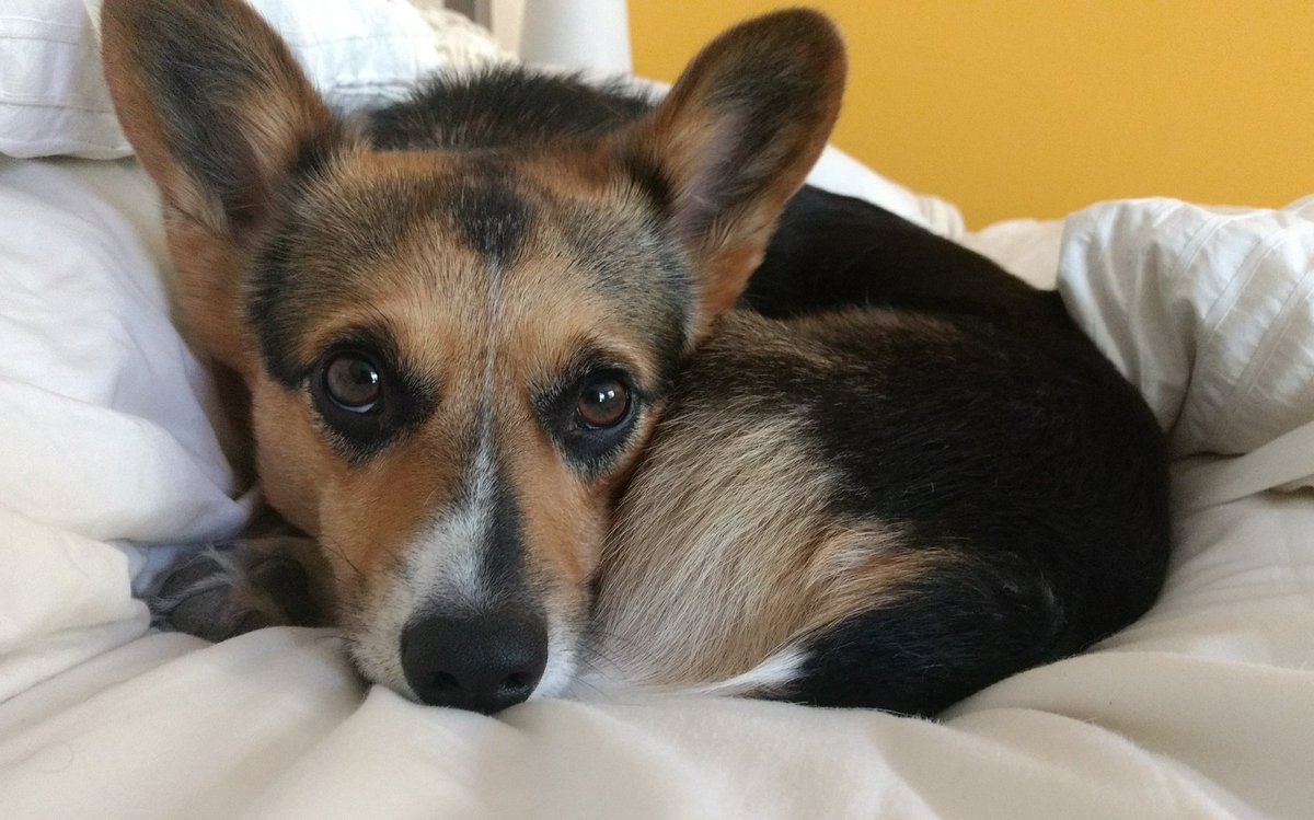 samandfuzzy's tweet photo. Here is a corgi's head and butt at the same time https://t.co/sCfhBzLJoe