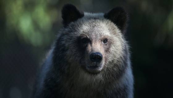 SkyGuidaTv's tweet photo. #ExtremeAnimals - 1^TV: scopriamo le creature più malefiche in natura, stasera alle 22.50 su @natgeowild https://t.co/6NJi5Iz2SK https://t.co/ARNx00djZJ
