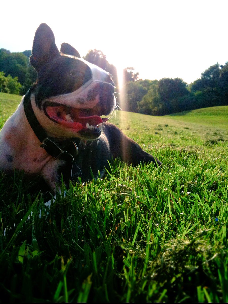 MagnusApollo's tweet photo. Hard to believe this little guy has been gone for a whole year. Sucks we didn't get more time together. 💙#phinstagram #phinhasaposse https://t.co/InM8ZEPi3n