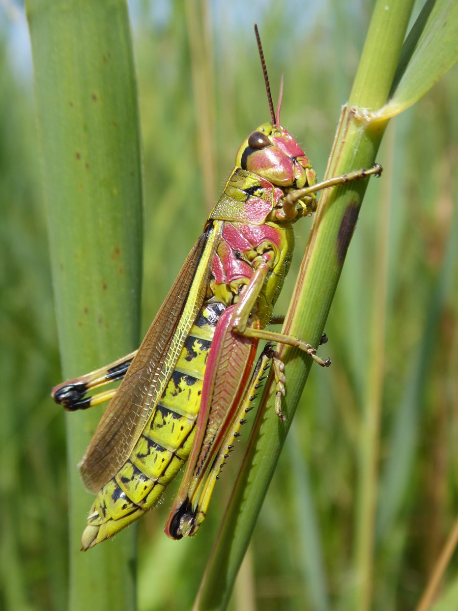 DirkDijkshoorn's tweet photo. Misschien wel de mooiste van ze allemaal, de moerassprinkhaan. Vooral met deze roze kleurvariatie. #baggerputten @staatsbosbeheer https://t.co/V7aax8h85x