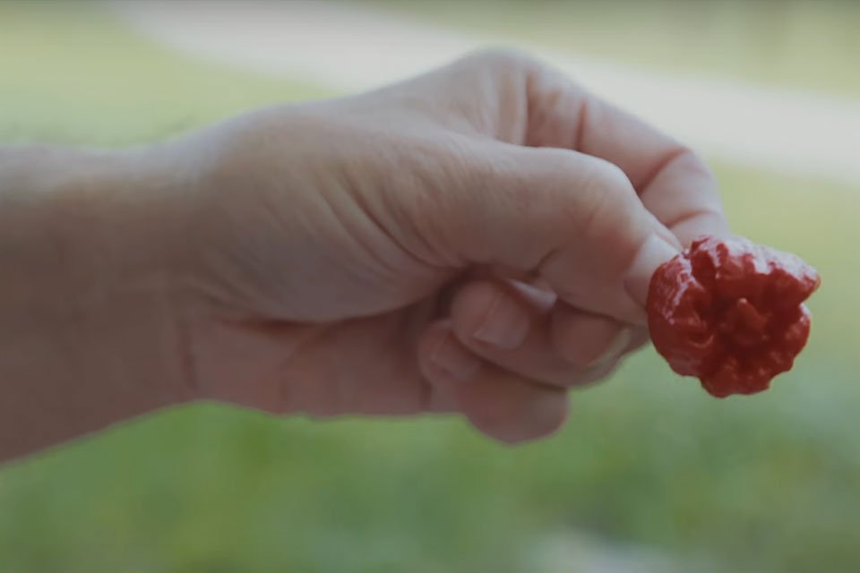 uncrate's tweet photo. Creating the Carolina Reaper https://t.co/6NUkqtbbkK https://t.co/TYJtuH2W7k