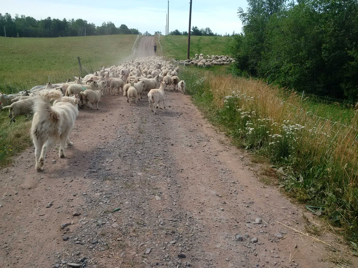 ns_sheep's tweet photo. Ran this group up to the barn for shearing and drenching yesterday, back out to the field today! #sheep365 https://t.co/kHnfGRMFkb