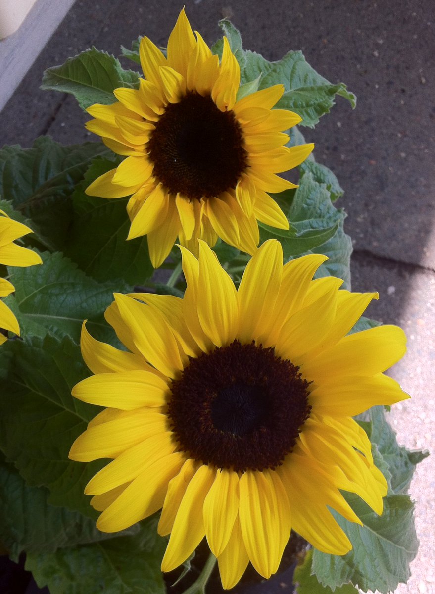 peac4love's tweet photo. I. Sunflower💐🍸🎶🌈💖☮🌎🌻#sunflower🌻🌏🍀🌸🌱🥀🌷🌼🌺🌾 https://t.co/FGjaZNT8Ax