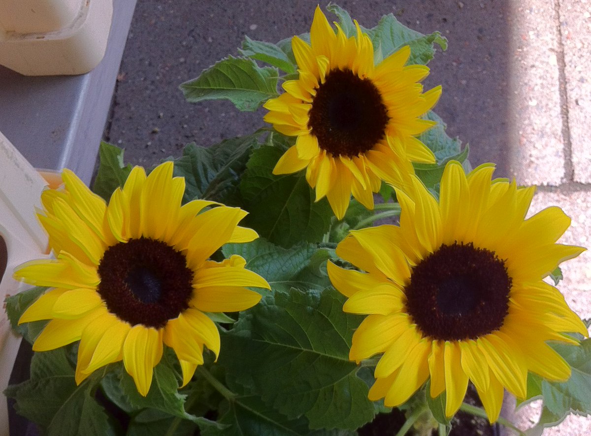 peac4love's tweet photo. I. Sunflower💐🍸🎶🌈💖☮🌎🌻#sunflower🌻🌏🍀🌸🌱🥀🌷🌼🌺🌾 https://t.co/FGjaZNT8Ax