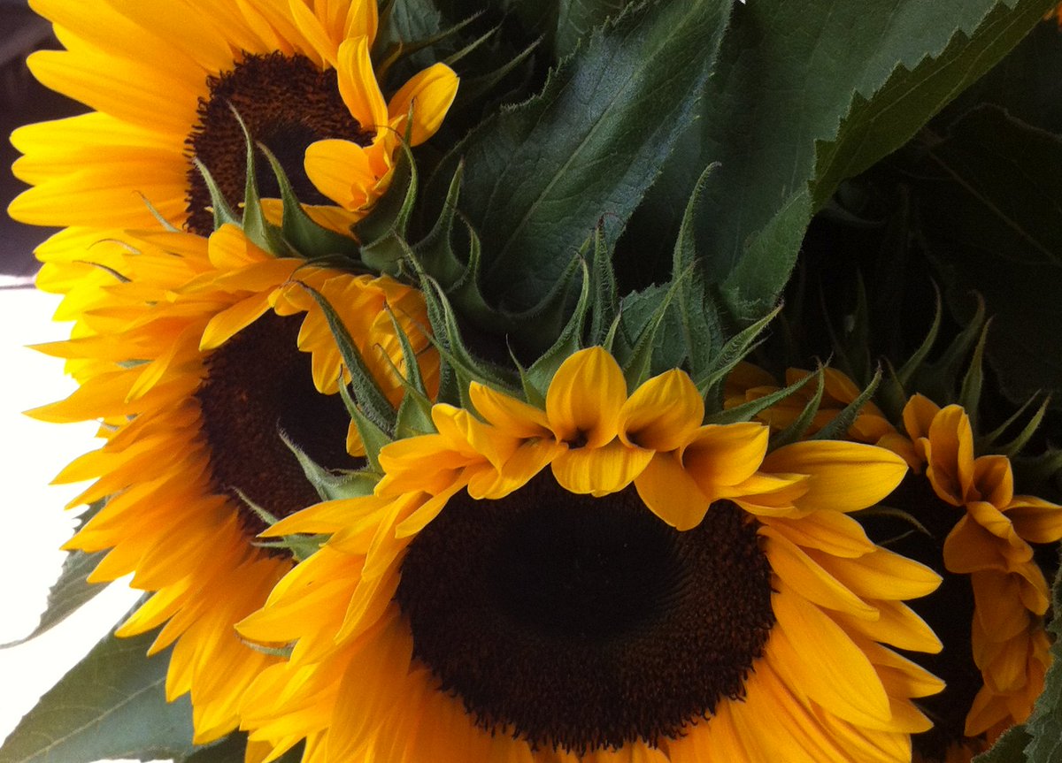 peac4love's tweet photo. I. Sunflower💐🍸🎶🌈💖☮🌎🌻#sunflower🌻🌏🍀🌸🌱🥀🌷🌼🌺🌾 https://t.co/FGjaZNT8Ax