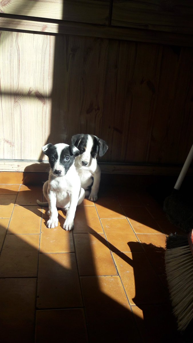 GandiniPupa's tweet photo. 2 bebotas en adopcion responsable. Se agradece rt. https://t.co/DjCKQpcxHM