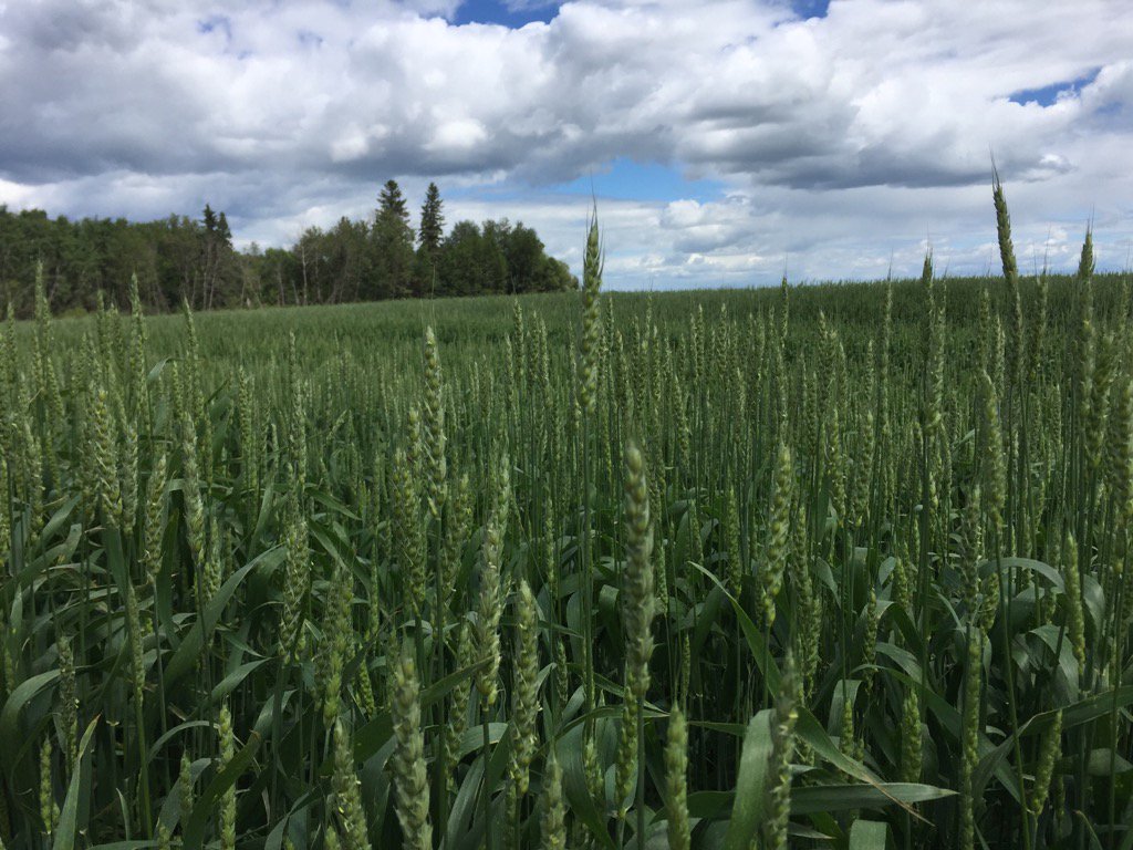 JeffTurets's tweet photo. Hitting the #cdcplentiful with #folicur250ew today. Lighter pressure, and still a good product @Bayer4CropsCA https://t.co/E0HPpQlcn4