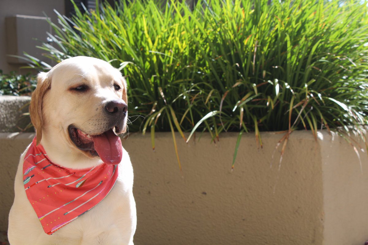 taleinthetail's tweet photo. How cute is this #OPKDesigns #reversiblebandana?! It works from day to night to make #leothelab look #handsomeaf
#arrows #stars #dogs #pets https://t.co/Uw9wOVrTKf