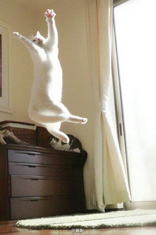 manuriosfdez's tweet photo. this is how i imagine my cat when i leave home https://t.co/b0KqF2eEkO