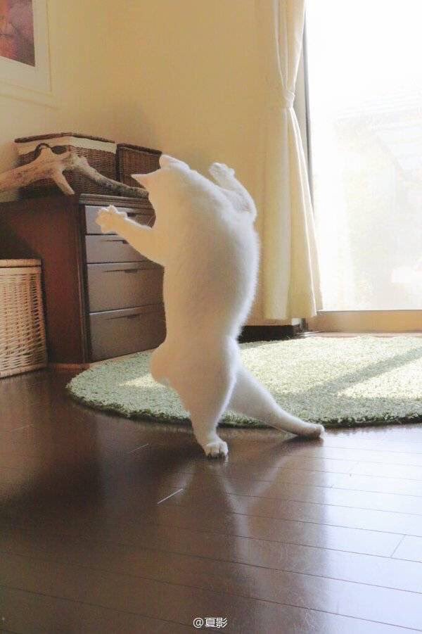 manuriosfdez's tweet photo. this is how i imagine my cat when i leave home https://t.co/b0KqF2eEkO