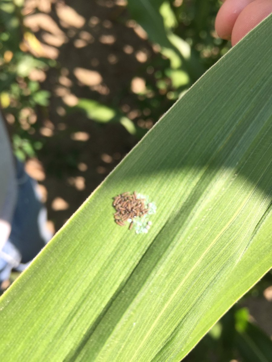 Toddstoneman's tweet photo. WBC flight counts trap counts are growing.  Images by SPS found from Ithaca to Twining https://t.co/h2rAZqqhrG