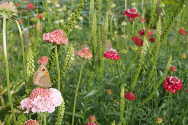 My favourite flower of the moment: scabious.  Favourite with the butterflies too!