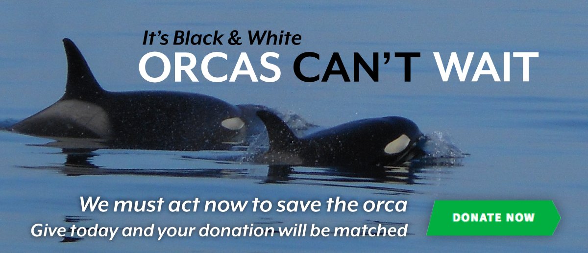 GeorgiaStraitBC's tweet photo. $10,000 Pledged to #Orcas Can't Wait Fund - Will you donate to match? #saveourorca https://t.co/1cZIlRn1oB https://t.co/2iqR0pIdu4