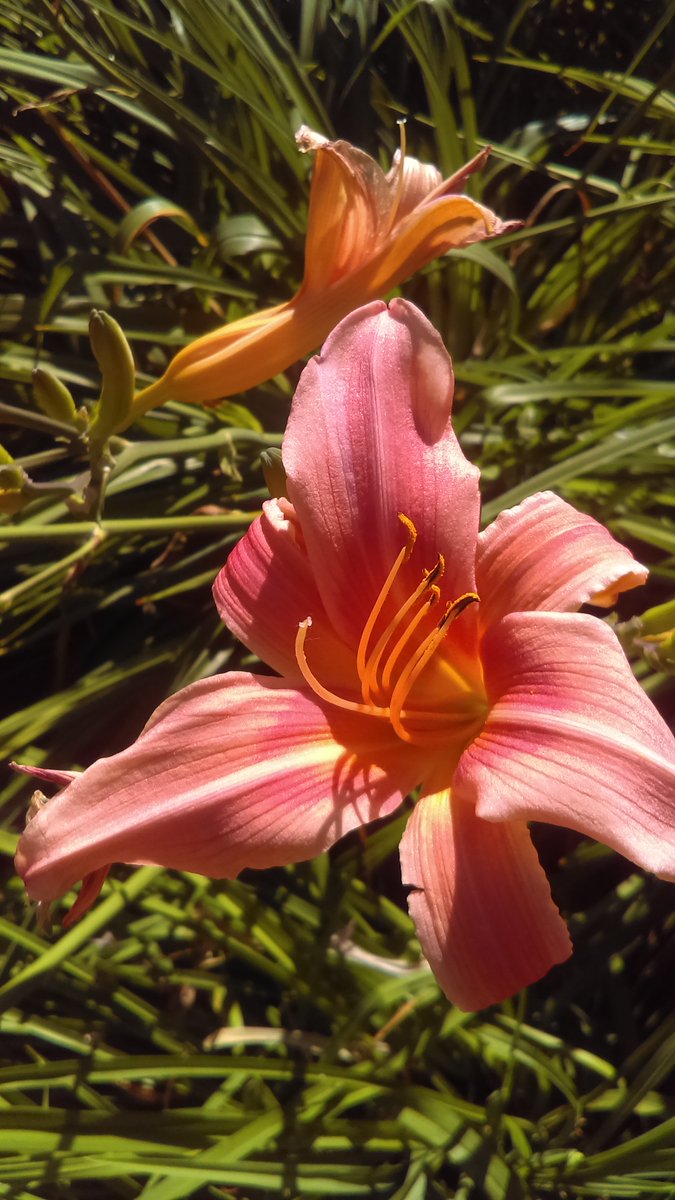 Bkrayer12thman's tweet photo. @ManicBloom How's this for a #ManicBloom? https://t.co/2mmZm1Xb1P
