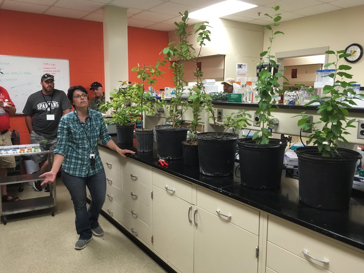 SBFruit's tweet photo. Dr. Courtney Hollender doing cutting edge genetics work to make fruit trees grow in less labor intensive form at MSU.  #IFTAsummertour2017 https://t.co/UIDveeUehQ