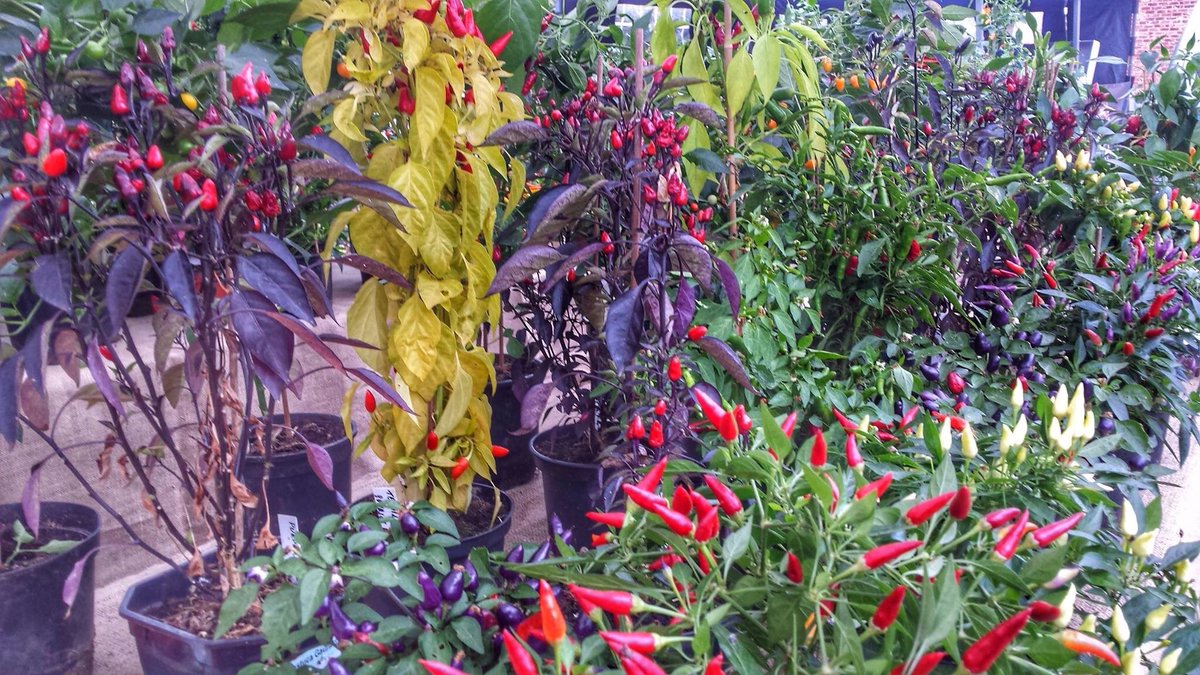 thechillimanuk's tweet photo. Who's coming for chilli and beer at #SouthLondonBeerFestival in Tooting on Sunday ? We are bringing the heat home 👹👹👹🌶🌶🌶🍺🍺🍺 https://t.co/qiLnGnmpUL