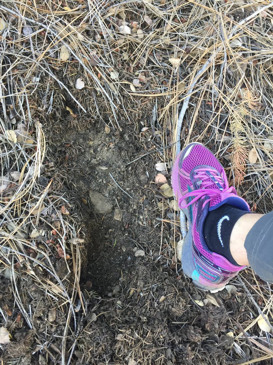 ProjectGoAndSee's tweet image. Hollywood Sasquatch!? This is a possible print found by Tim &amp;amp; Jill in the San Gabriels. Check out their channel! youtube.com/channel/UClhR1…