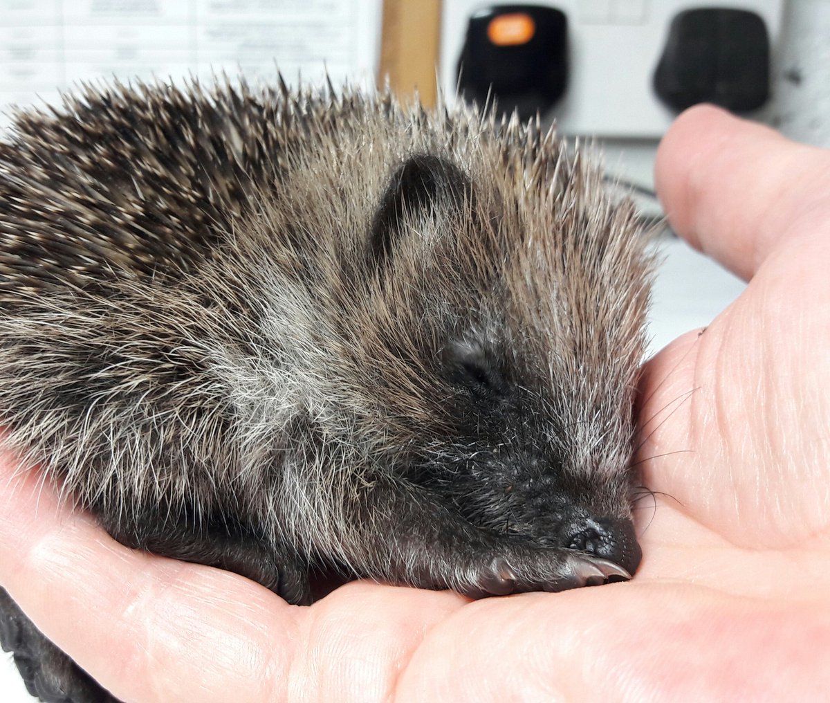 WillowsHedgehog's tweet photo. Please keep a look out for small juvenile hedgehogs in trouble. Keep ground water topped up &amp; some cat/dog/hog food out at night. https://t.co/XJIpEgyhSo