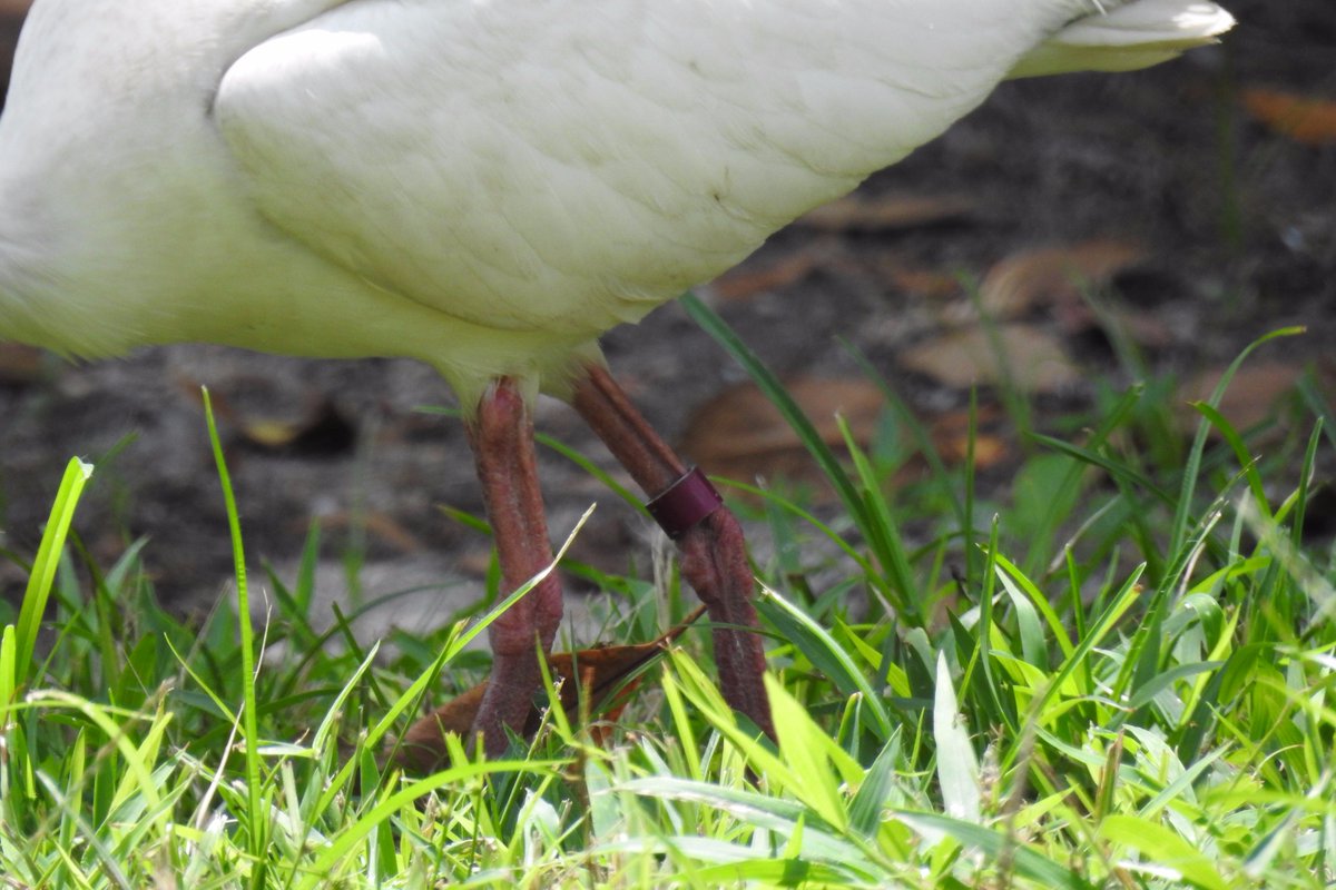 birdmoments's tweet photo. A banded Ibis searching for insects in the grass today. Does anyone know where I can report the band? #birds #trackingbirds https://t.co/TksaXN36u5