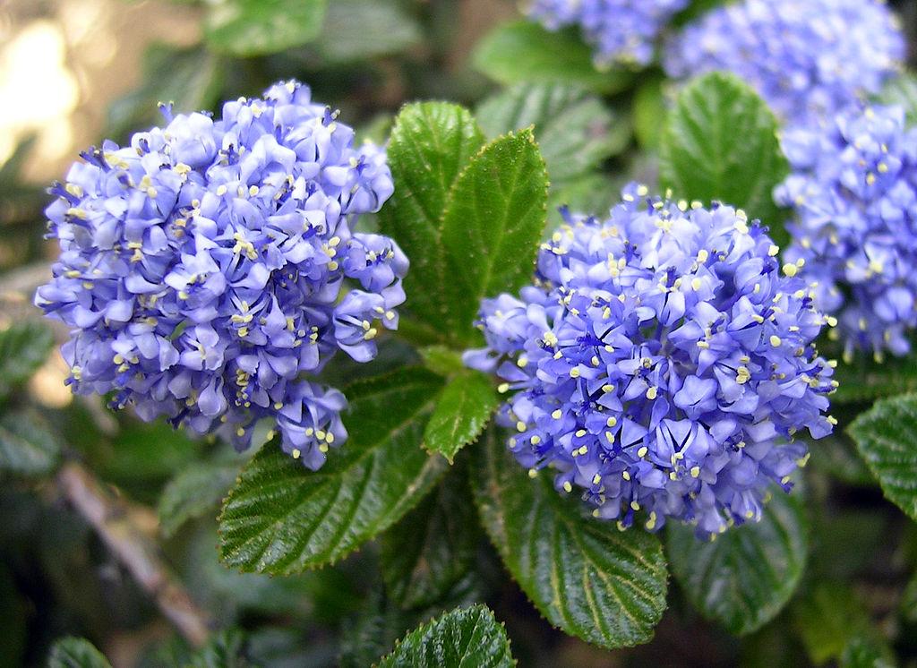 nardotrealtor's tweet photo. 5 plants you (almost) never have to water, from @HouseLogic https://t.co/9HpwlCYn3P https://t.co/8N138mK8ET